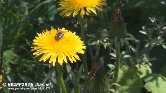 Как пчелы собирают пыльцу смотреть онлайн