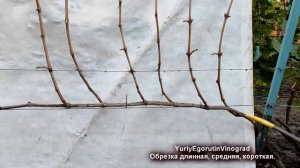 Как не ОШИБИТЬСЯ при выборе длины ОБРЕЗКИ ВИНОГРАДА. Обрезка длинная, средняя.mp4