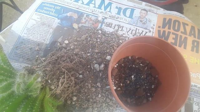 How My Hylocereus Undatus Has Grown | Repotting My Dragon Fruit Cactus | Epiphytic Cactus |