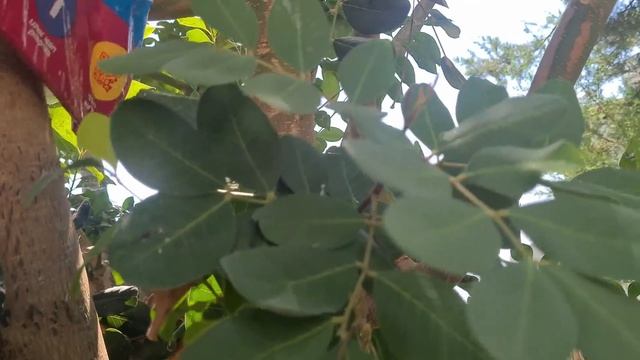 День развлечений Отманов| 6-летие Адрианы ? смотреть онлайн