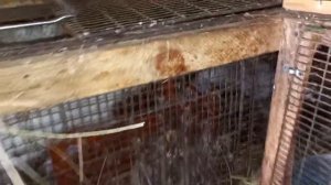 Кролики // Состав комбикорма для кроликов #кролики #кролиководство #разведение_кроликов #корм