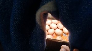 Пытаюсь спасти яйца. Чудо-юдо инкубатор-самоделка. Такой же овоскоп.