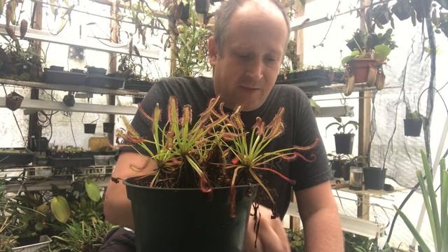 How to Feed Carnivorous Sundews like Drosera capensis смотреть онлайн