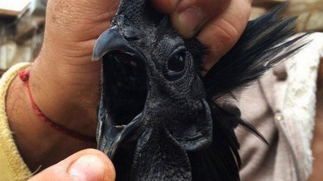 Из этих яиц вылупятся цыплята стоимостью 2000 $ каждый смотреть онлайн