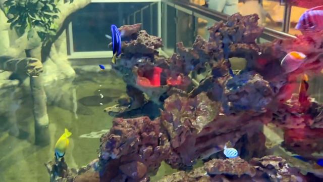 10 удивительных открытий в Казанском океанариуме, которые вас очаруют смотреть онлайн