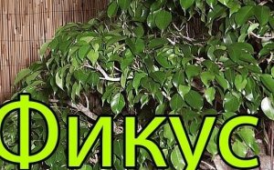 Как вырастить фикус.