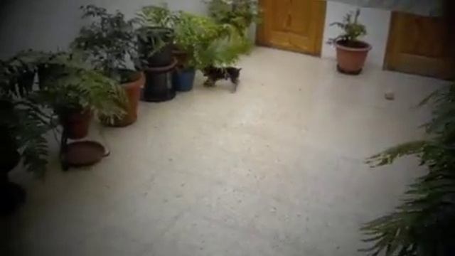 Trailer Maggie y sus travesuras... смотреть онлайн