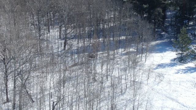 БРОДЯЧИЕ СОБАКИ И КАРАМАЛИНСКАЯ ДОРОГА , 25марта 2021г смотреть онлайн