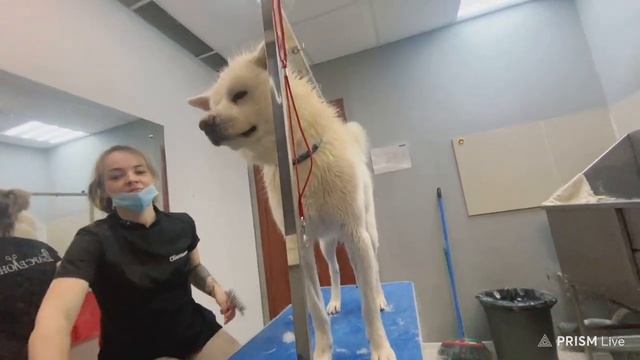 ИРЛ СТРИМ МОДЕСТАЛ - МОЙКА СОБАКИ С ПОДРУГОЙ - Modestal смотреть онлайн