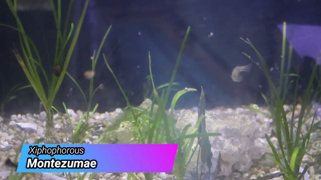SURPRISE FRY!  Fish Room Tour смотреть онлайн