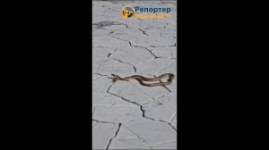 Змея выползла на аллею в центре отдыха на Иссык-Куле