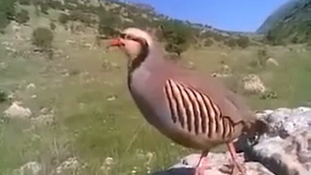 Голос кекилик. Кекилик уну. смотреть онлайн