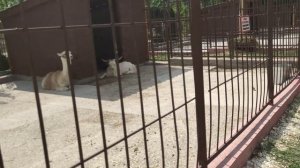 4Д Четыре девочки . Крым, весь парк Ишачок за 7 минут под музыку