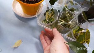 Обзор фикусов Керли, Пикси и др. Ч.5