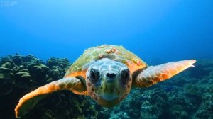 Красное море 4K - Incredible Underwater World - Tropical Fish, Coral Reefs, Sea Turtle in Aquarium.