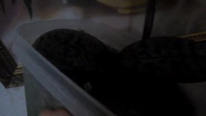 Описание орхидеи фаленопсиса  Шириллианна "Пинк Баттерфляй" из Азии.  Уход.