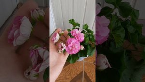 Юзис - Парцефаль|первое цветение 💥#цветы,#пеларгонии .