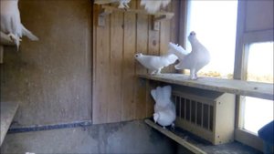 Брянские высоколётные турманы 07 11 2015