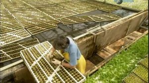 Выращивание растений с помощью гидропоники