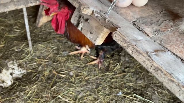 Что делаю с дырявыми яйцами Зачем линолеум в гнезде у кур смотреть онлайн