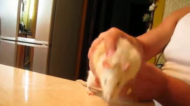 У ты противный!!! смотреть онлайн