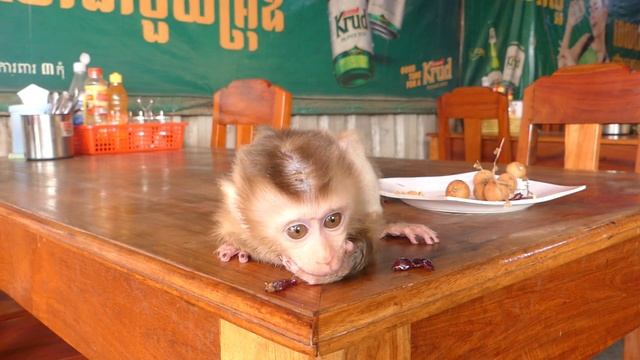 The Poor Monkey Is Hungry, Given By His Father.Monkey Baby Monkey.Wild Monkey