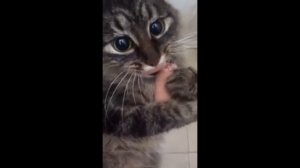 Где моя сосиска? Смешные коты / Where is my sausage?  Funny cats