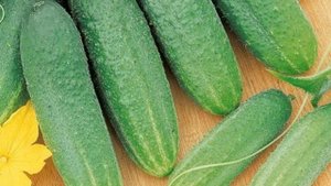 Сорт Огурцов Вязниковский