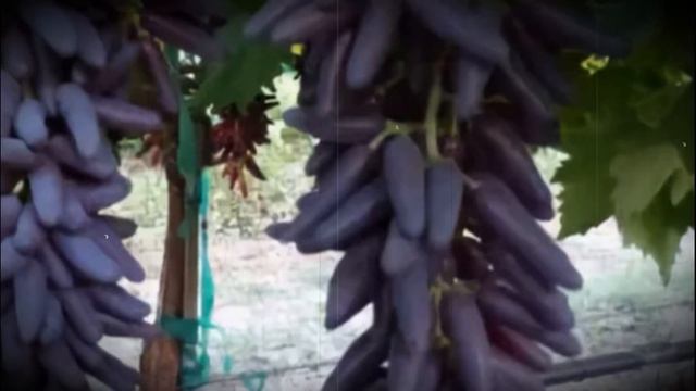 Виноград сорта Ведьмины пальцы