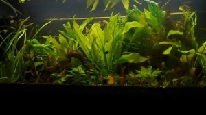 Начались проблемы в травнике! Криптокориновая болезнь...