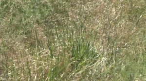 Там, среди русских полей    Клетский район Волгоградской области