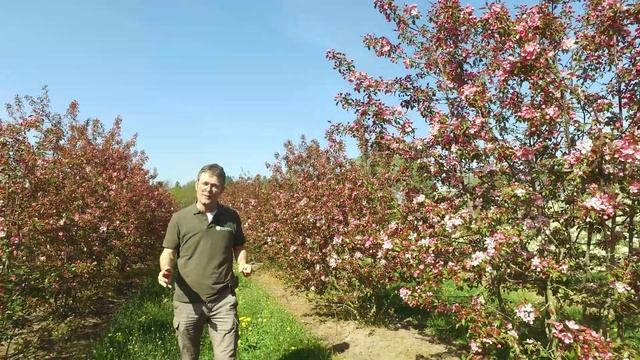 Malus 'Rudolph' - Van den Berk on Trees смотреть онлайн