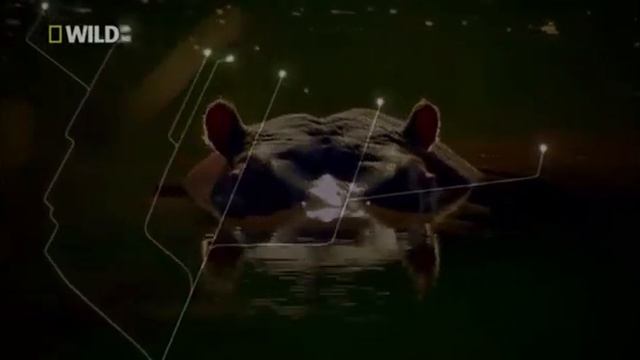 Киты эволюция. Высшая ступень эволюции - те кто вернулся в воду. Человек ложная ветвь эволюции. смотреть онлайн