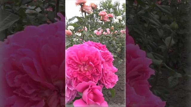 Английская роза Princess Anne смотреть онлайн