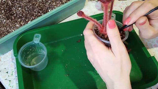 Пересадка бегонии. Бегонии в домашних условиях: уход! смотреть онлайн