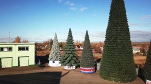 Фабрика елок Green Trees