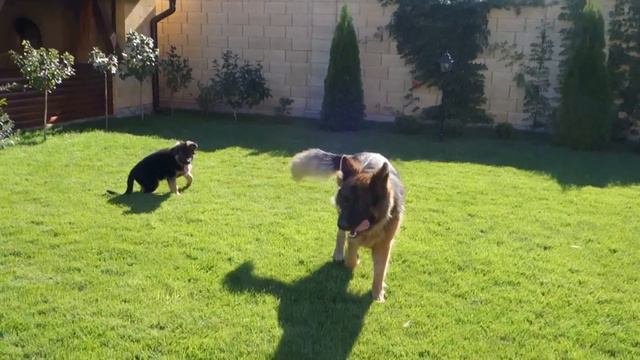 Герман и его сын Кайзер. Немецкие овчарки. German Shepherds.