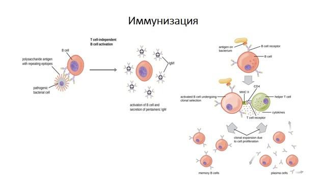Иммуногематология-2