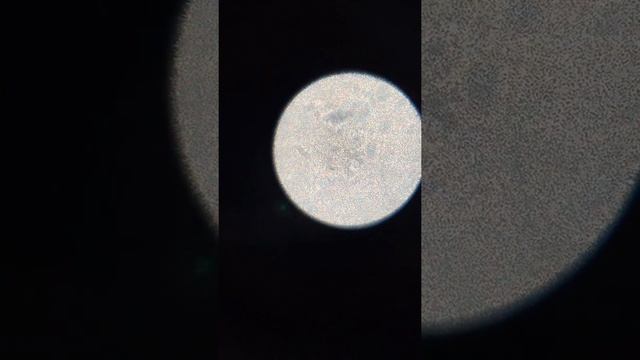 Активные молоки под микроскопом