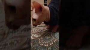Песня про кота...