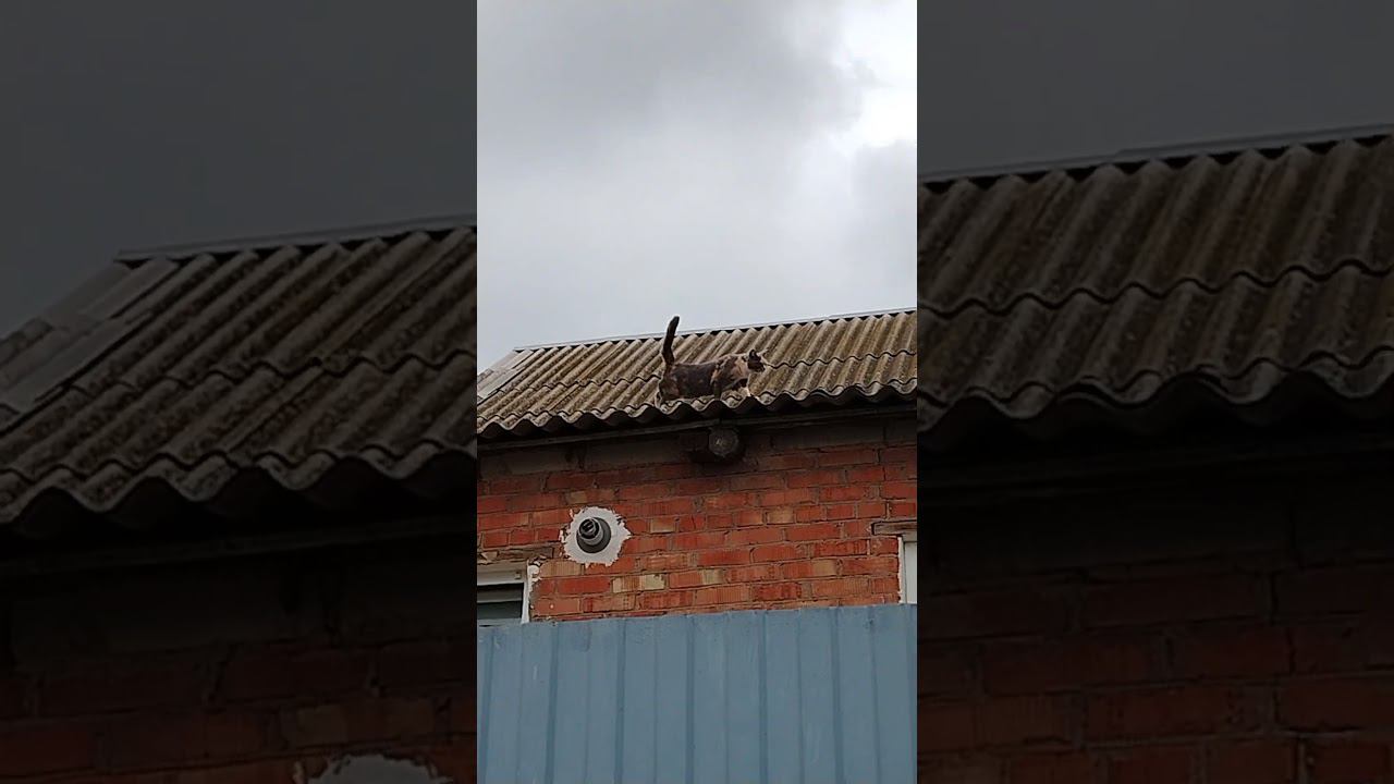 красивая кошечка с трех цветным окрасом #кошка
