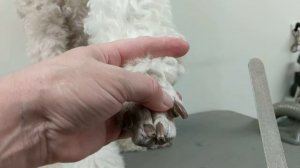 How to Clip a Poodles Nails