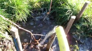 Влагозарядный полив винограда НОВЫЙ ПОДАРОК ЗАПОРОЖЬЮ поэтапное развитие куста 28.10.2014