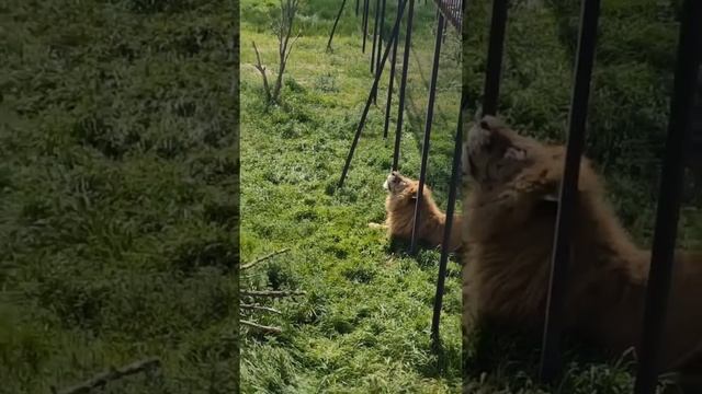 ТАЙГАН! Лучше ОДИН РАЗ УВИДЕТЬ ЧЕМ СТО РАЗ УСЛЫШАТЬ! ?