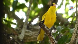 Голоса птиц. Китайская черноголовая иволга (лат. Oriolus chinensis)