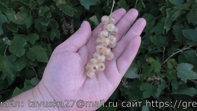 АЛМАЗНАЯ БЕЛАЯ белоплодная смородина дающая рекордные урожаи смотреть онлайн