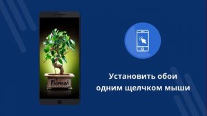 Обои Бонсай 4k