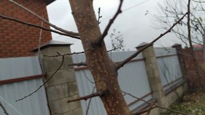 Будет ли плодоносить абрикос из косточки?