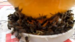 КАС 81 / СОСНА + ПОЛЫНЬ