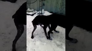 Сабака